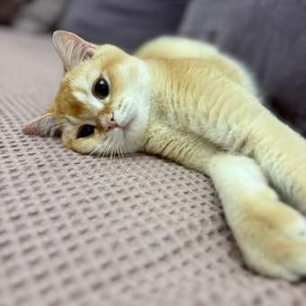 Корм сухой для котят ROYAL CANIN Sterilised 400г стерилизованных: отзыв пользователя. Зоомагазин Зоозавр