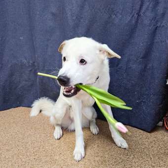 Масло дикого лосося Вивидус 250мл с астаксантином: отзыв пользователя. Зоомагазин Зоозавр