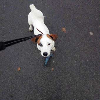 Игрушка для собак Barbaks Акула особо прочная серая 18*7.6*7.5см резина: отзыв пользователя. Зоомагазин Зоозавр