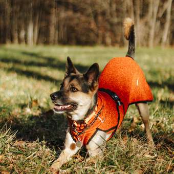 Толстовка для собак ICEPEAK PET 50 Оранжевый 470550872B46550: отзыв пользователя. Зоомагазин Зоозавр
