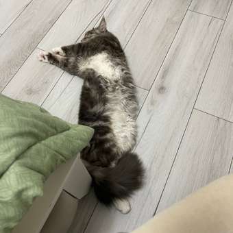 Корм для котят Royal Canin 2кг Maine Coon породы мейн-кун: отзыв пользователя. Зоомагазин Зоозавр