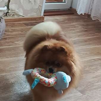 Игрушка для собак Barbaks Волк Пётр мягкая пищит 20см с элементами TRP: отзыв пользователя. Зоомагазин Зоозавр