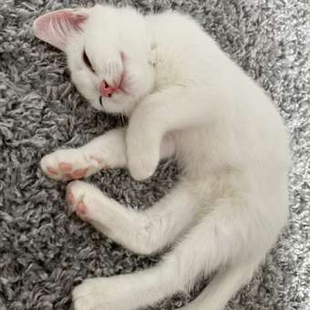 Корм сухой для котят ROYAL CANIN Mother and Babycat 2кг: отзыв пользователя. Зоомагазин Зоозавр