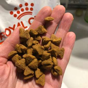 Корм сухой для кошек ROYAL CANIN Sphynx 2кг породы сфинк: отзыв пользователя. Зоомагазин Зоозавр