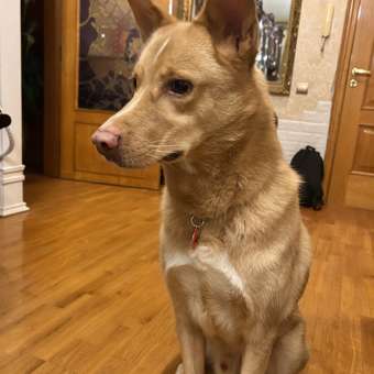 Лакомство для собак Light Bites Козья ножка с копытом 90-130г: отзыв пользователя. Зоомагазин Зоозавр