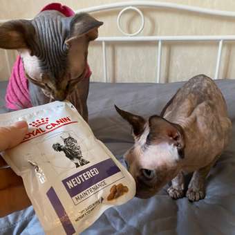 Корм для кошек ROYAL CANIN Neutered Maintenance 85г пауч: отзыв пользователя. Зоомагазин Зоозавр