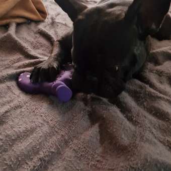 Игрушка для собак Barbaks Кракозябра с пищалкой латекс 17см: отзыв пользователя. Зоомагазин Зоозавр