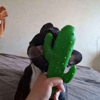 Игрушка для собак Barbaks Кактус пищит 20*9см винил: отзыв пользователя. Зоомагазин Зоозавр