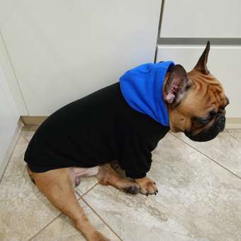 Худи для собак Rain Dog: отзыв пользователя. Зоомагазин Зоозавр