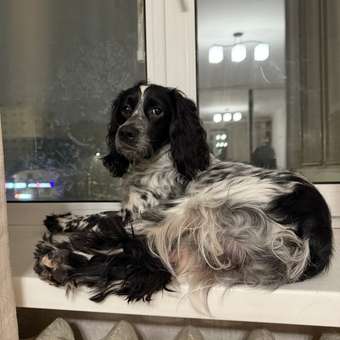 Корм для собак и щенков Pet-a-Pet 400г диетический с пищевой аллергией Hypoallergenic: отзыв пользователя. Зоомагазин Зоозавр