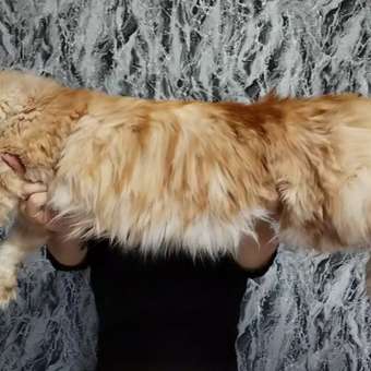 Корм для кошек ROYAL CANIN Мейн кун соус 85г: отзыв пользователя. Зоомагазин Зоозавр