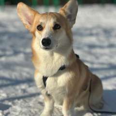 Фото отзыва 10987315