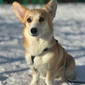 Корм сухой для собак PRO PLAN SENSITIVE DIGESTION 1.5 кг с ягненком для средних пород: отзыв пользователя. Зоомагазин Зоозавр