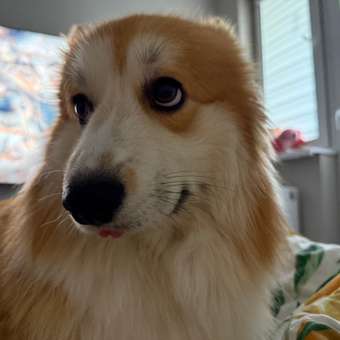 Корм для собак ROYAL CANIN средних пород 3кг: отзыв пользователя. Зоомагазин Зоозавр