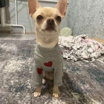 Водолазка для собак Зоозавр: отзыв пользователя. Зоомагазин Зоозавр