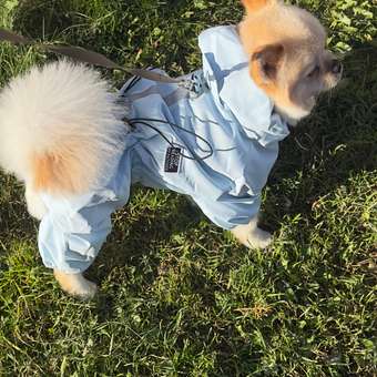 Дождевик-комбинезон для собак Zoozavr голубой 45: отзыв пользователя. Зоомагазин Зоозавр