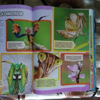 Книга ЭКСМО-ПРЕСС Большая энциклопедия насекомых: отзыв пользователя Детский Мир