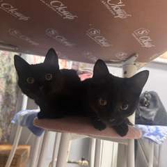 Фото отзыва 10441190