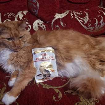 Корм для кошек ROYAL CANIN Мейн кун соус 85г: отзыв пользователя. Зоомагазин Зоозавр