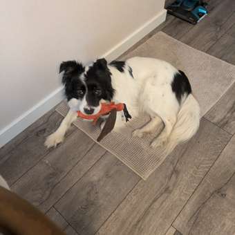 Игрушка для собак Barbaks Жук мягкий пищит 16*19 см: отзыв пользователя. Зоомагазин Зоозавр