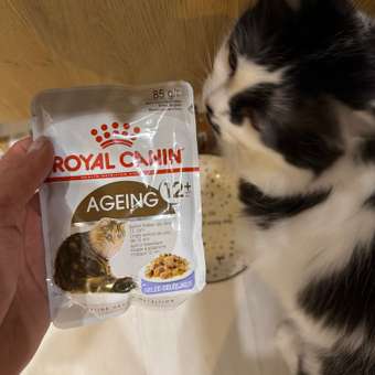 Корм для кошек ROYAL CANIN Ageing 85гр для пожилых 12+ желе пауч: отзыв пользователя. Зоомагазин Зоозавр