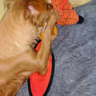 Игрушка для собак Barbaks Лиса с теннисным мячиком шуршит пищит 43*15 см: отзыв пользователя. Зоомагазин Зоозавр