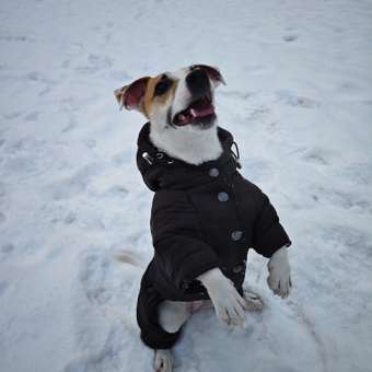 Комбинезон для собак и кошек Зоозавр: отзыв пользователя. Зоомагазин Зоозавр