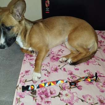 Ошейник для собак мелких пород Barbaks принт разноцветные ромбики полиэстер S (1.5*27-40см): отзыв пользователя. Зоомагазин Зоозавр