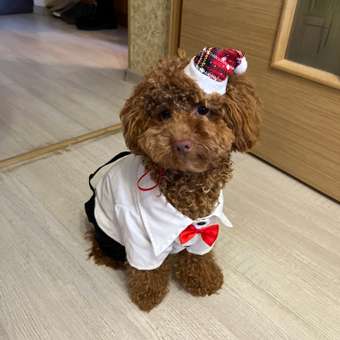 Костюм для собак и кошек Зоозавр: отзыв пользователя. Зоомагазин Зоозавр