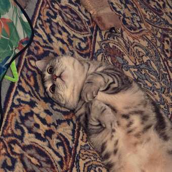 Корм сухой для кошек ROYAL CANIN Ageing Sterilised 400г пожилых стерилизованных: отзыв пользователя. Зоомагазин Зоозавр