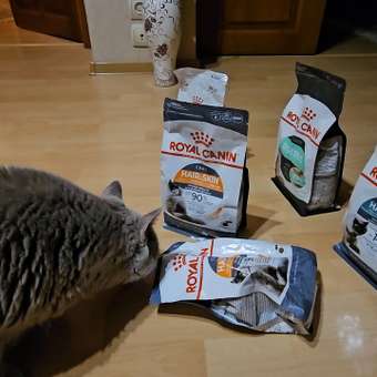 Корм сухой для кошек ROYAL CANIN Hair/Skin Care 400г для поддержания здоровья кожи и шерсти: отзыв пользователя. Зоомагазин Зоозавр