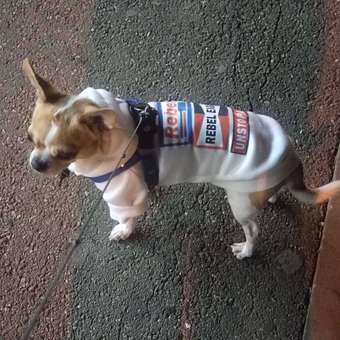 Толстовка для собак и кошек Зоозавр: отзыв пользователя. Зоомагазин Зоозавр