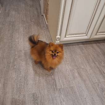 Корм для собак ROYAL CANIN породы померанский шпиц 0.5кг: отзыв пользователя. Зоомагазин Зоозавр