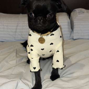 Лонгслив для собак Зоозавр: отзыв пользователя. Зоомагазин Зоозавр