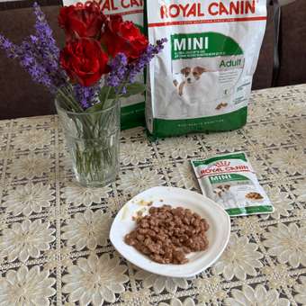 Корм для собак ROYAL CANIN мелких пород 800г: отзыв пользователя. Зоомагазин Зоозавр