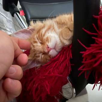 Корм для котят Royal Canin 85г Maine Coon Kitten соус для котят мейн кун пауч: отзыв пользователя. Зоомагазин Зоозавр