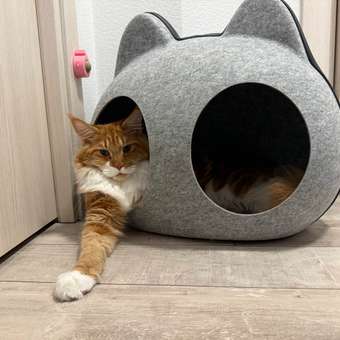 Корм для котят Royal Canin 2кг Maine Coon породы мейн-кун: отзыв пользователя. Зоомагазин Зоозавр