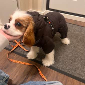 Комбинезон для собак и кошек Зоозавр: отзыв пользователя. Зоомагазин Зоозавр