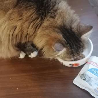 Корм для кошек ROYAL CANIN Indoor 85г для пожилых стерилизованных кошек 7+ желе пауч: отзыв пользователя. Зоомагазин Зоозавр