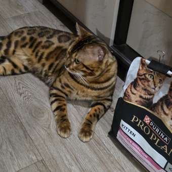 Корм сухой для котят PRO PLAN DELICATE DIGESTION 3 кг с индейкой: отзыв пользователя. Зоомагазин Зоозавр