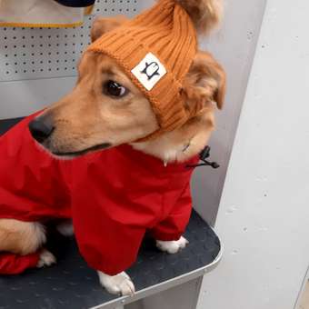 Шапка для собак и кошек Зоозавр: отзыв пользователя. Зоомагазин Зоозавр