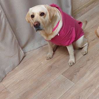Толстовка для собак RUKKA PETS 50 Розовый 460601241J63050: отзыв пользователя. Зоомагазин Зоозавр