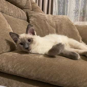 Корм сухой для котят ROYAL CANIN Kitten 300г: отзыв пользователя. Зоомагазин Зоозавр