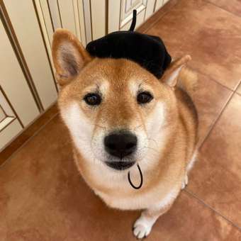 Берет для собак и кошек Зоозавр: отзыв пользователя. Зоомагазин Зоозавр