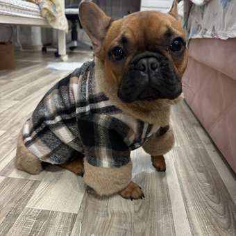 Куртка для собак и кошек Зоозавр: отзыв пользователя. Зоомагазин Зоозавр