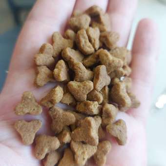 Корм сухой для кошек ROYAL CANIN 400г Бенгальских: отзыв пользователя. Зоомагазин Зоозавр