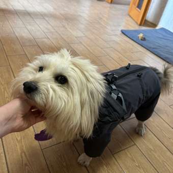 Комбинезон-дождевик для собак и кошек Зоозавр: отзыв пользователя. Зоомагазин Зоозавр