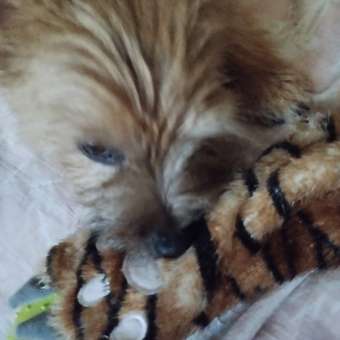 Игрушка для собак Barbaks Лапка с косточкой развивающая 2в1 24*10см: отзыв пользователя. Зоомагазин Зоозавр