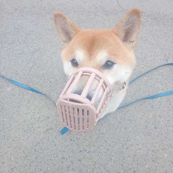 Намордник для собак Triol пластиковый с нейлоновым ремешком №4 60-50-105мм: отзыв пользователя. Зоомагазин Зоозавр