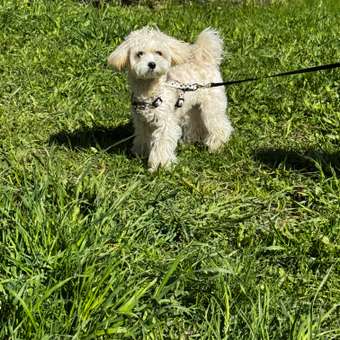 Корм для щенков ROYAL CANIN X-small Puppy миниатюрных пород 500г: отзыв пользователя. Зоомагазин Зоозавр